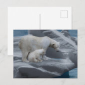Carte Postale mom polar bear and baby (Devant / Derrière)