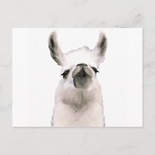Carte Postale Moma Llama (Devant)