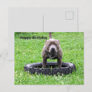 Carte Postale Moment de jeu pour un Staffordshire Bull Terrier,