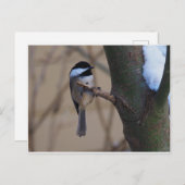 Carte Postale Moment de poulet (Devant / Derrière)