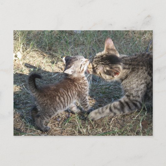 Carte Postale Momma nettoie bébé (Devant)