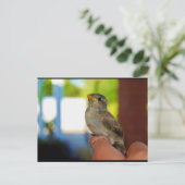 Carte Postale Mon ami le moineau (Debout devant)