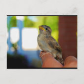Carte Postale Mon ami le moineau (Devant)