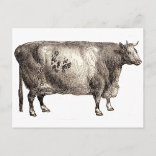 Carte Postale Mon animal de compagnie (taureau ou vache)