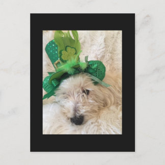 Carte Postale Mon Casquette chanceux Westie