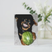 Carte Postale Mon chien Snoop aime les pastèques (Debout devant)