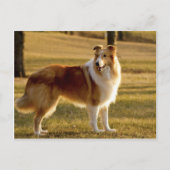Carte Postale Mon Collie (Devant)