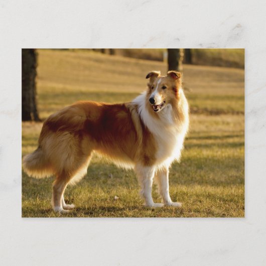 Carte Postale Mon Collie (Devant)