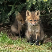 Carte Postale Mon frère