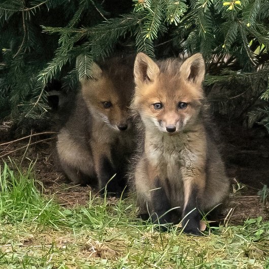 Carte Postale Mon frère