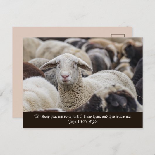 Carte Postale Mon Mouton Entend Ma Voix, Écritures, Herbe De Mou (Devant / Derrière)