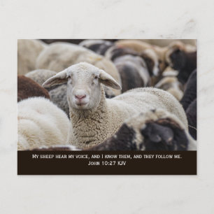 Carte Postale Mon Mouton Entend Ma Voix, Jean 10:27,