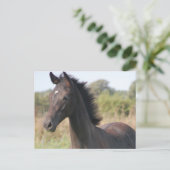 Carte Postale Mon nouveau pony (Debout devant)