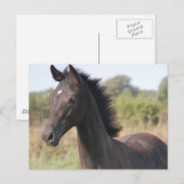 Carte Postale Mon nouveau pony (Devant / Derrière)