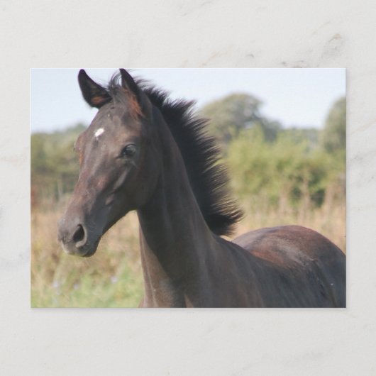 Carte Postale Mon nouveau pony (Devant)
