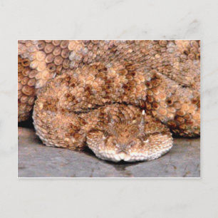 Carte Postale Mon Petit Viper