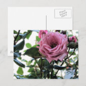 Carte Postale Mon Rose (Devant / Derrière)