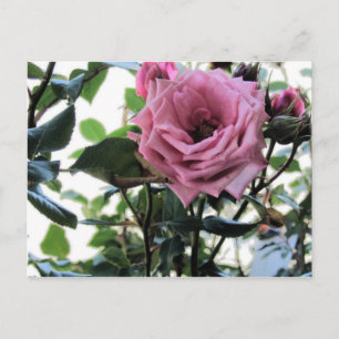 Carte Postale Mon Rose