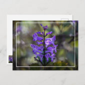 Carte Postale Mona Lavender (Devant / Derrière)