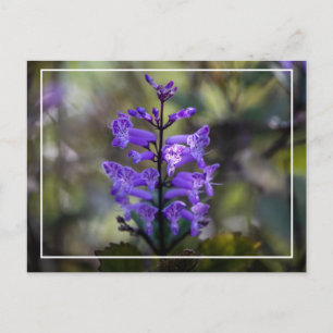 Carte Postale Mona Lavender