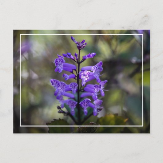 Carte Postale Mona Lavender (Devant)