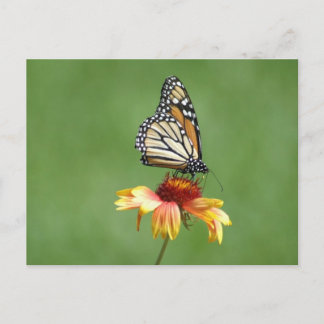 Carte postale Monarch