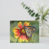 Carte postale Monarch (Debout devant)