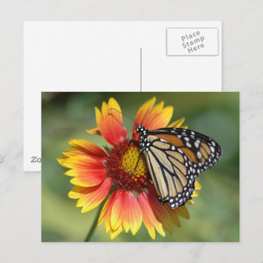 Carte postale Monarch (Devant / Derrière)