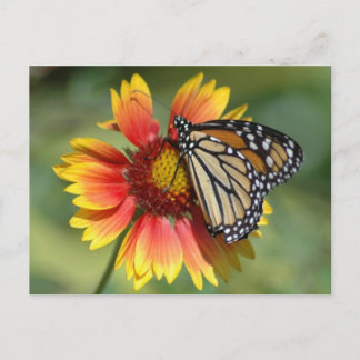 Carte postale Monarch