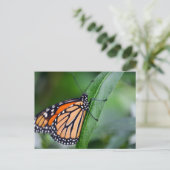 Carte postale Monarch (Debout devant)