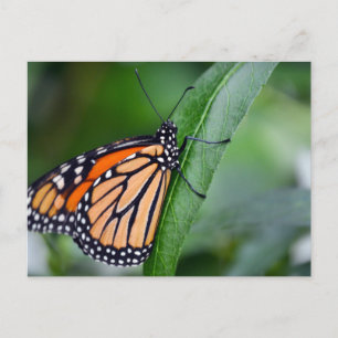 Carte postale Monarch