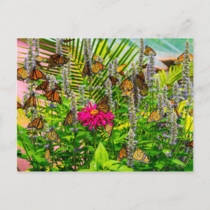 Carte postale Monarch Butterflies