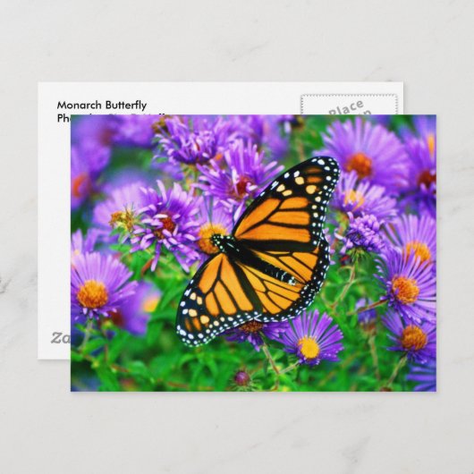 Carte postale Monarch Butterfly (Devant / Derrière)