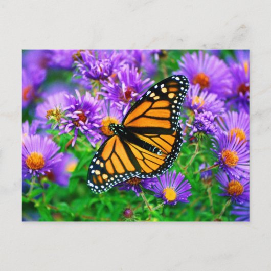 Carte postale Monarch Butterfly (Devant)