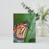 Carte postale Monarch Butterfly (Debout devant)