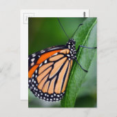 Carte postale Monarch Butterfly (Devant / Derrière)