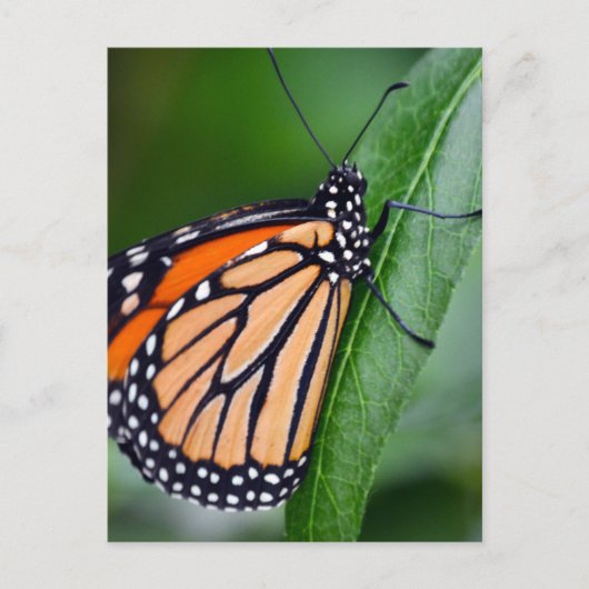 Carte postale Monarch Butterfly (Devant)