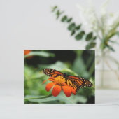Carte postale Monarch Butterfly (Debout devant)