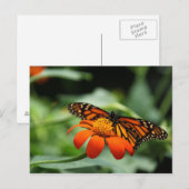 Carte postale Monarch Butterfly (Devant / Derrière)