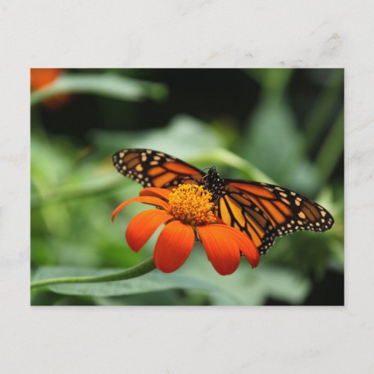 Carte postale Monarch Butterfly (Devant)