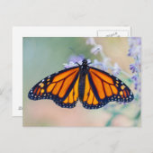 Carte Postale Monarch Butterfly (Devant / Derrière)