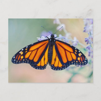 Carte Postale Monarch Butterfly