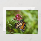 Carte postale Monarch Butterfly (Devant / Derrière)