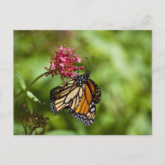 Carte postale Monarch Butterfly (Devant)