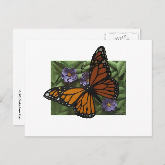 Carte postale Monarch Butterfly (Devant / Derrière)