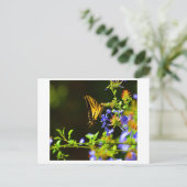 Carte postale Monarch Butterfly (Debout devant)