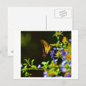 Carte postale Monarch Butterfly (Devant / Derrière)