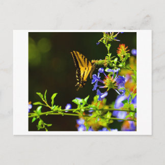 Carte postale Monarch Butterfly