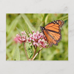 Carte Postale Monarch Butterfly and Friend