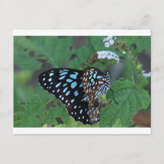 CARTE POSTALE MONARCH BUTTERFLY BLUE RURAL QUEENSLAND AUSTRALIE